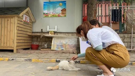 喂食流浪狗咬伤路人,注意流浪狗