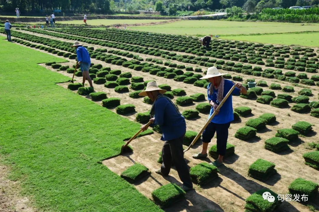 小句调查|在希望的田野上探寻小康“密码”
