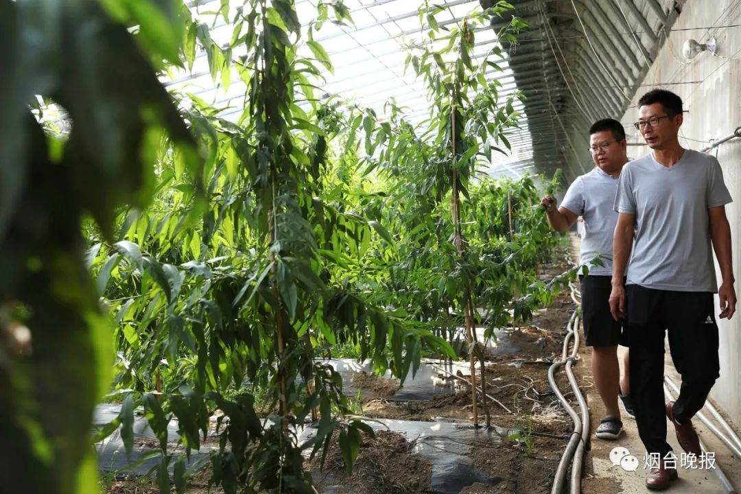 昔日烟台外贸果飞入全国千万家