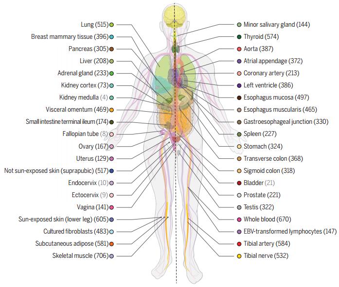 《科学》封面重磅：人类遗传学研究迎来又一重大里程碑！GTEx计划终极一剑，人类基因调控图谱徐徐展开丨科学大发现
