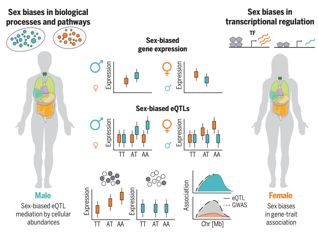 《科学》封面重磅：人类遗传学研究迎来又一重大里程碑！GTEx计划终极一剑，人类基因调控图谱徐徐展开丨科学大发现