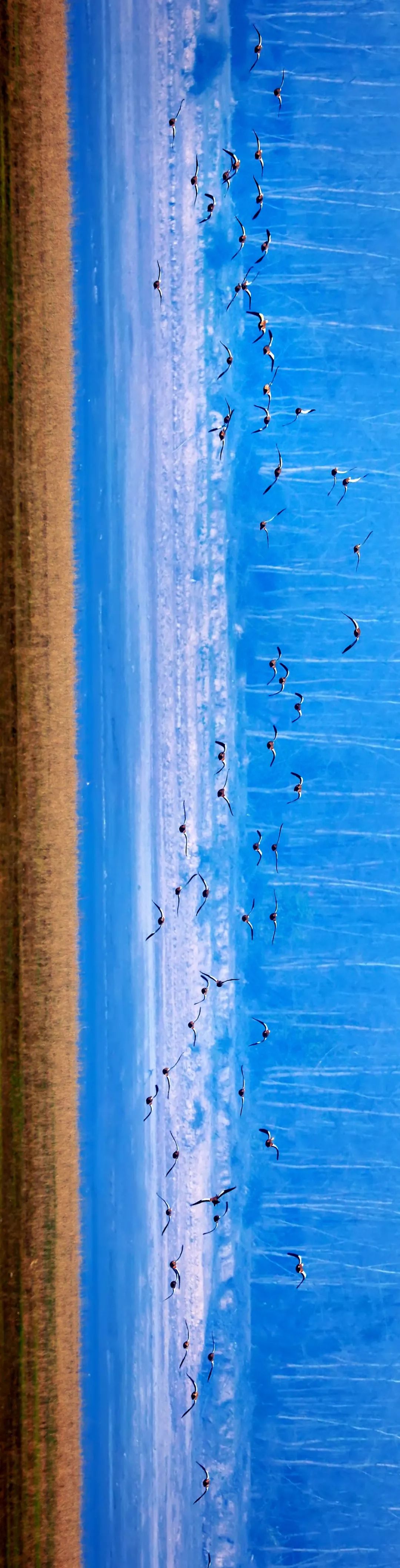 【大美荆州】洪湖，不仅有浪打浪，还有湿地风光和湖鲜全宴！