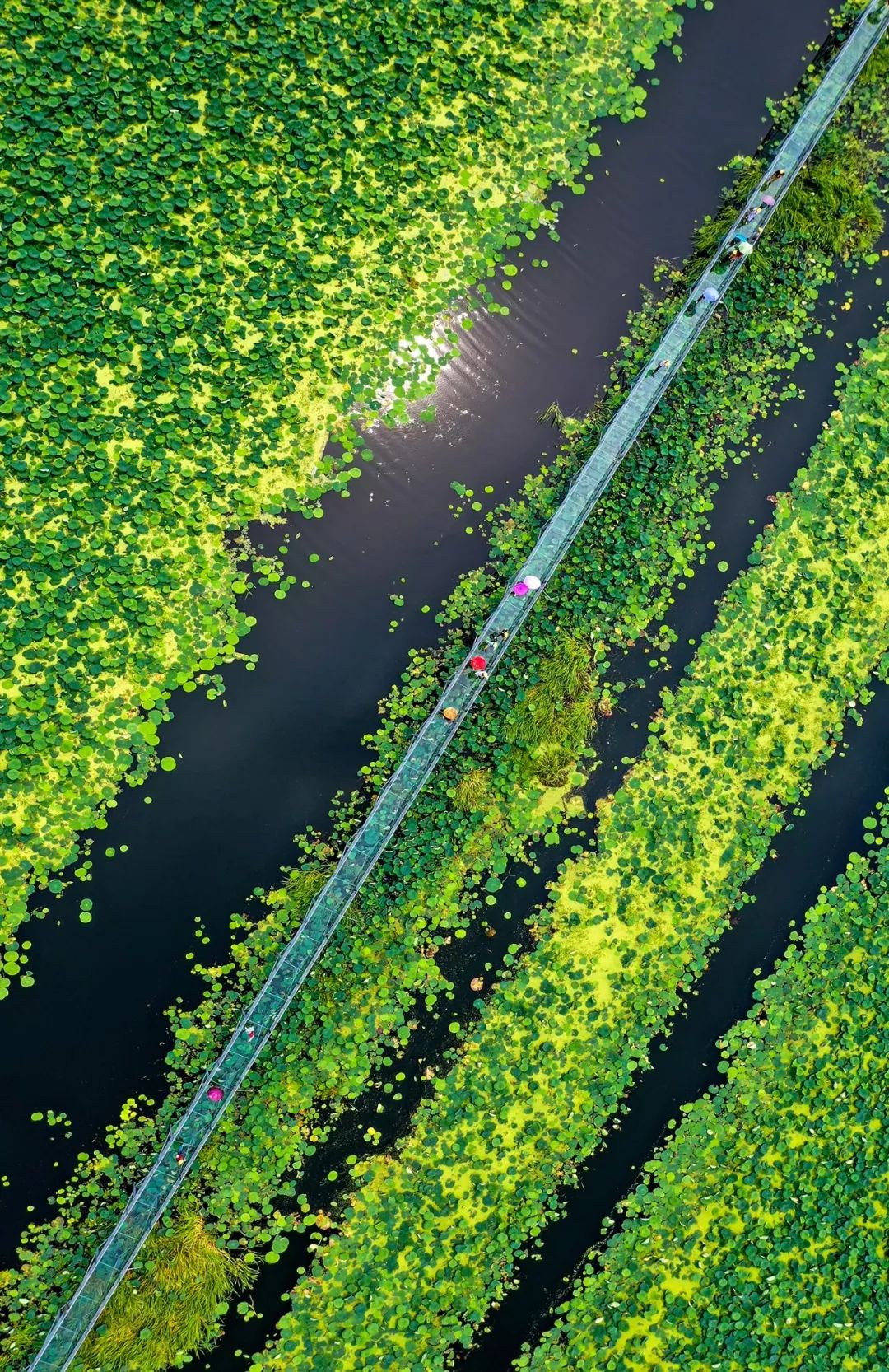 【大美荆州】洪湖，不仅有浪打浪，还有湿地风光和湖鲜全宴！