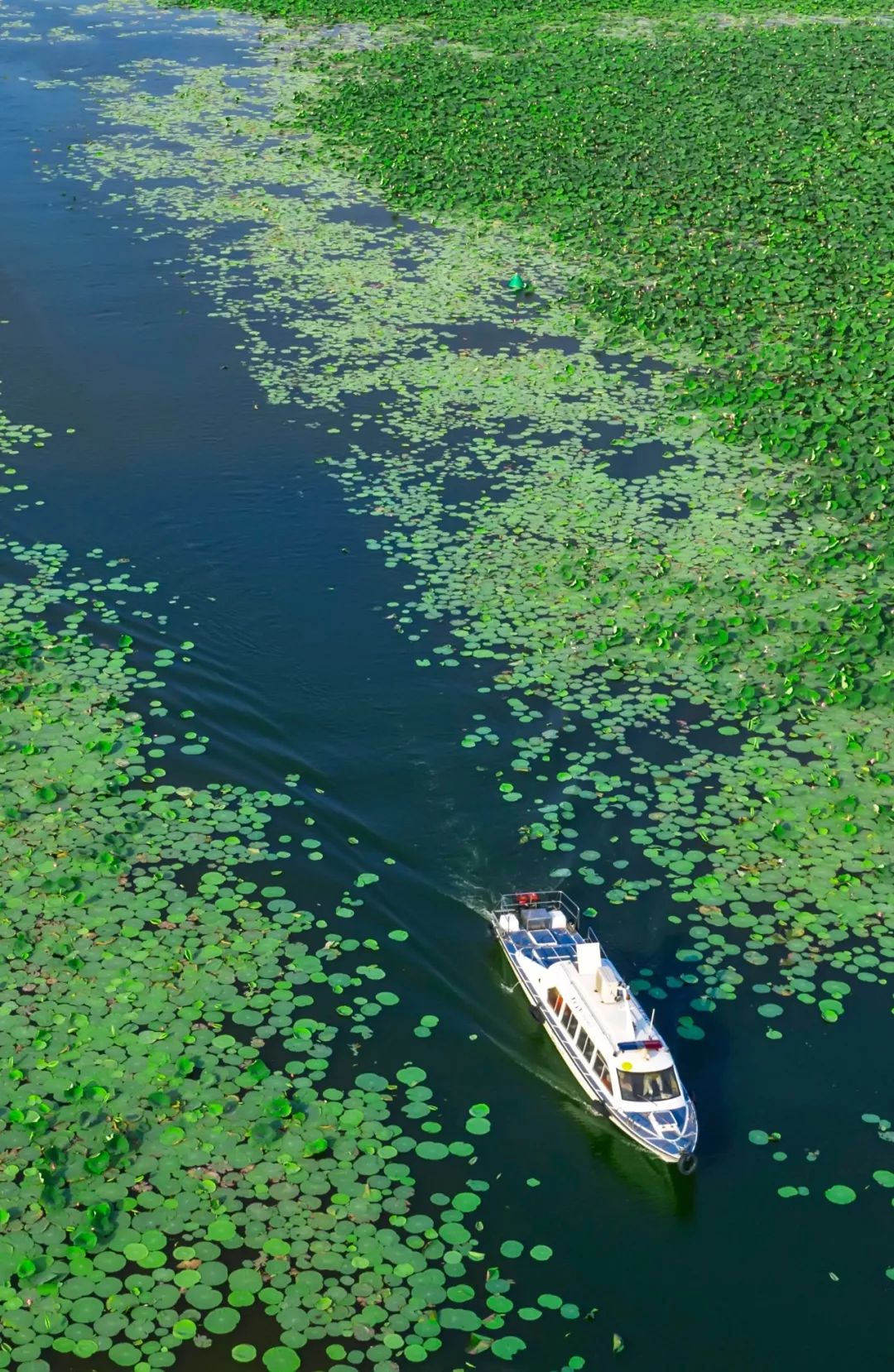 【大美荆州】洪湖，不仅有浪打浪，还有湿地风光和湖鲜全宴！