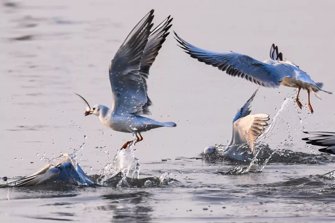 【大美荆州】洪湖，不仅有浪打浪，还有湿地风光和湖鲜全宴！