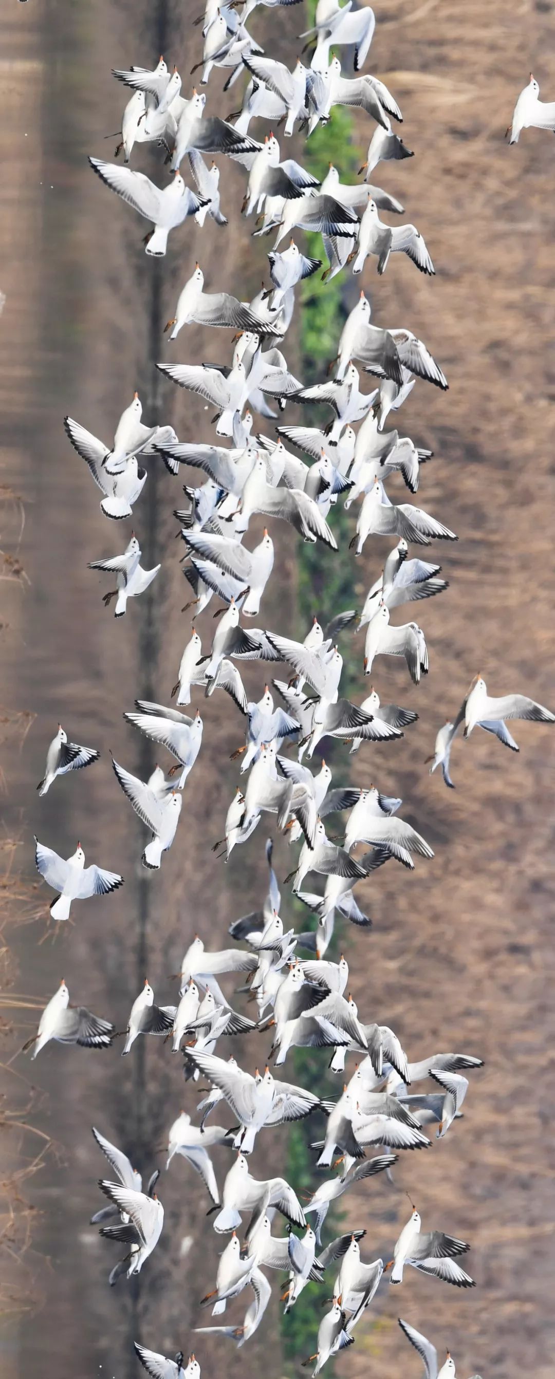 【大美荆州】洪湖，不仅有浪打浪，还有湿地风光和湖鲜全宴！