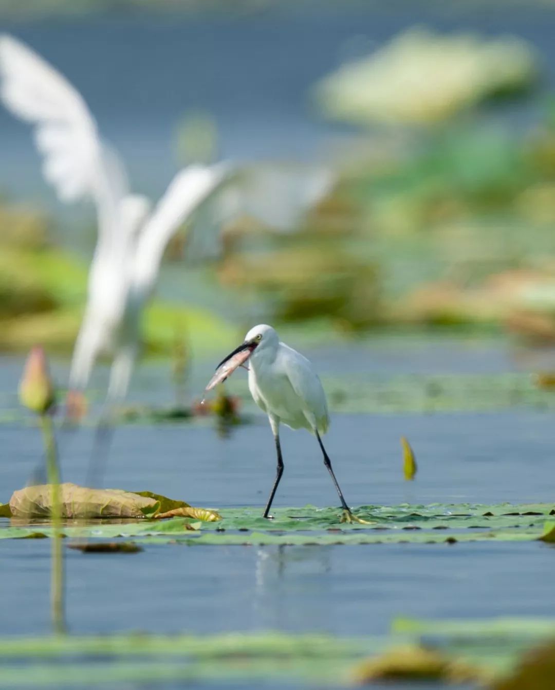 【大美荆州】洪湖，不仅有浪打浪，还有湿地风光和湖鲜全宴！