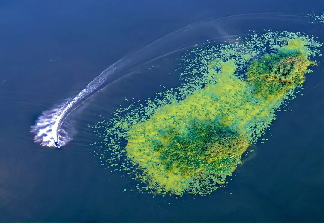 【大美荆州】洪湖，不仅有浪打浪，还有湿地风光和湖鲜全宴！