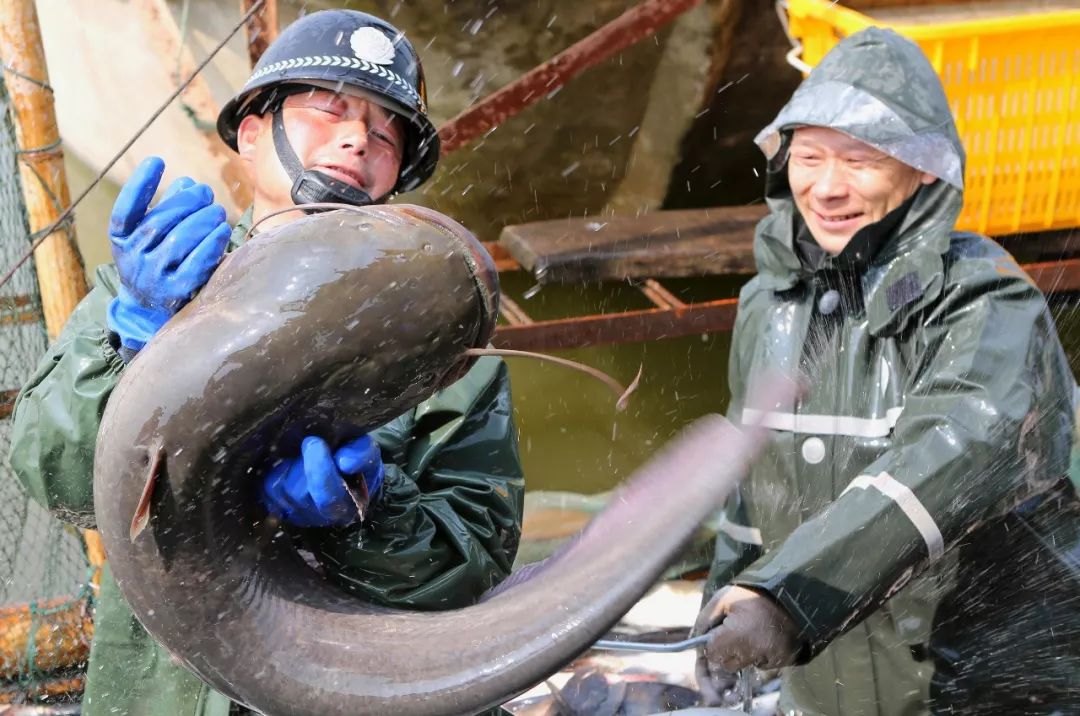 【大美荆州】洪湖，不仅有浪打浪，还有湿地风光和湖鲜全宴！