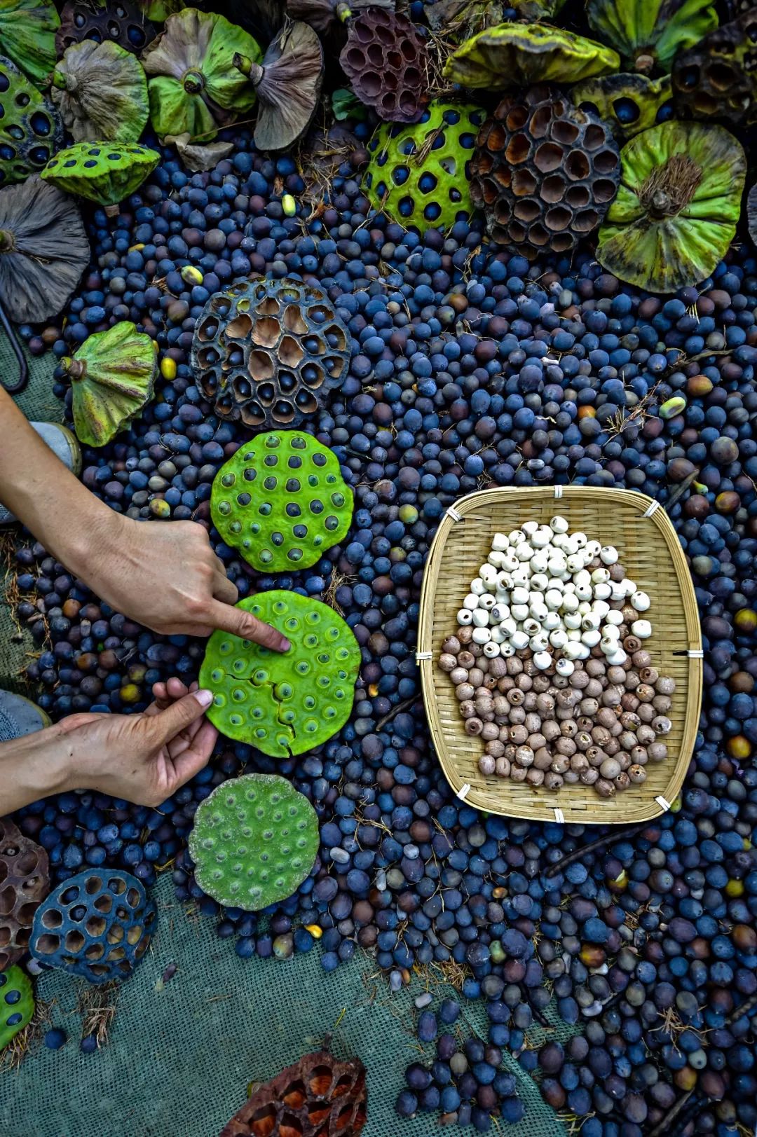 【大美荆州】洪湖，不仅有浪打浪，还有湿地风光和湖鲜全宴！
