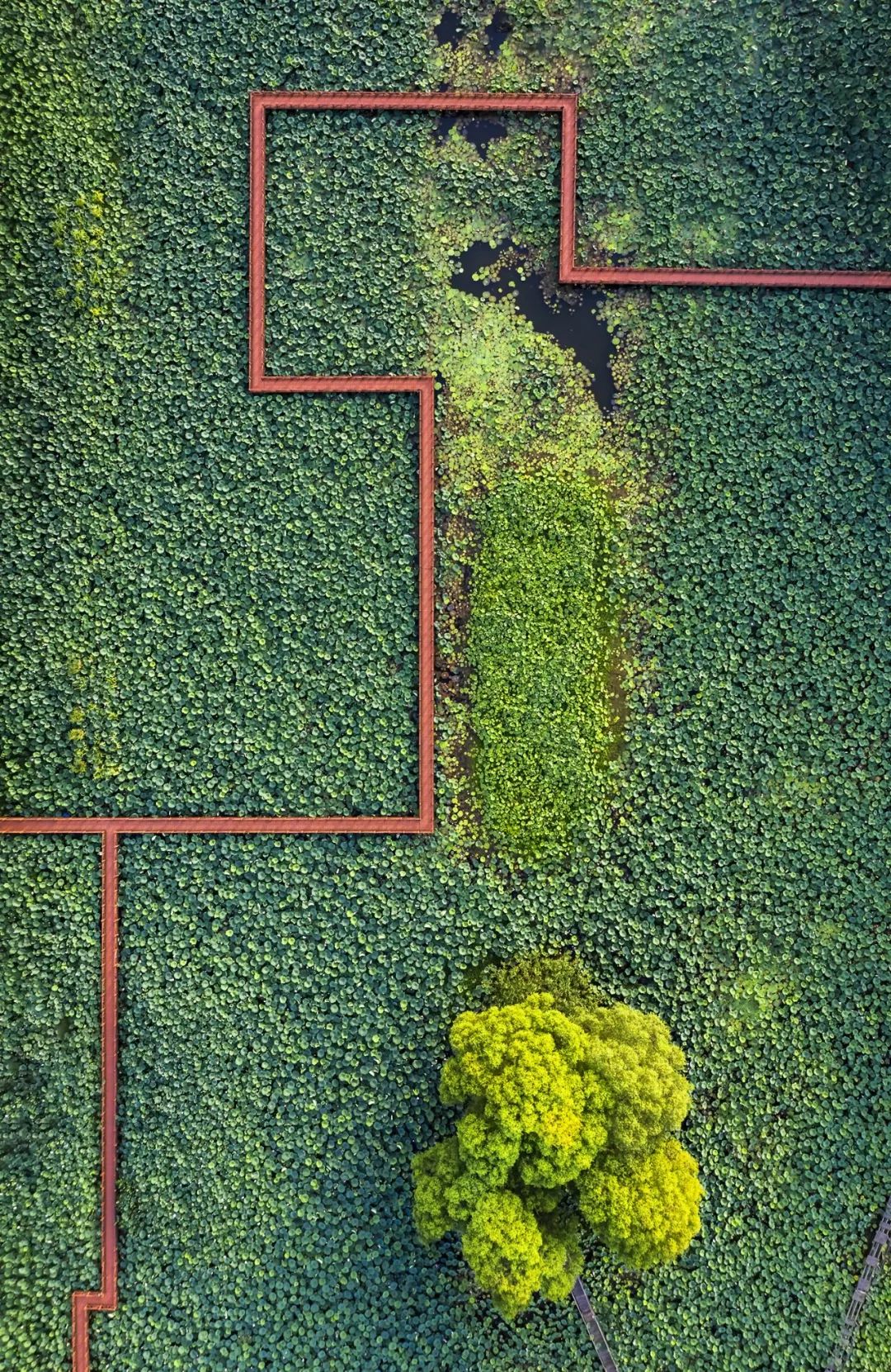 【大美荆州】洪湖，不仅有浪打浪，还有湿地风光和湖鲜全宴！
