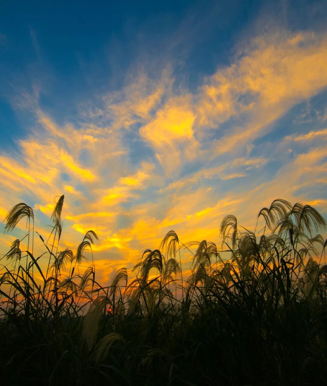 【大美荆州】洪湖，不仅有浪打浪，还有湿地风光和湖鲜全宴！