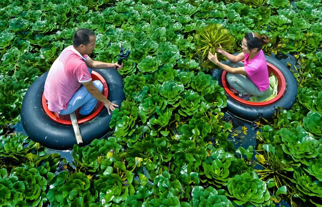 【大美荆州】洪湖，不仅有浪打浪，还有湿地风光和湖鲜全宴！
