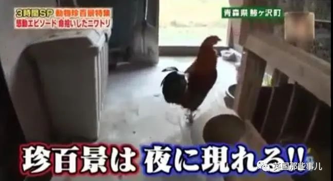 大爷养鸡为吃肉，但却不忍杀鸡。这背后秘密，莫名奇妙可爱