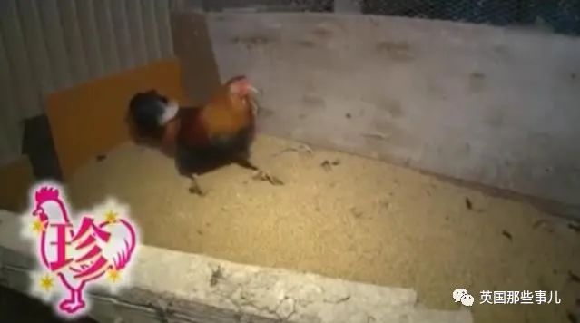 大爷养鸡为吃肉，但却不忍杀鸡。这背后秘密，莫名奇妙可爱