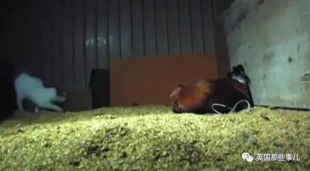 大爷养鸡为吃肉，但却不忍杀鸡。这背后秘密，莫名奇妙可爱