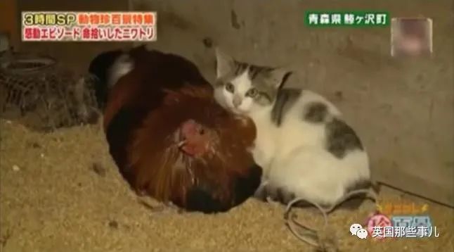 大爷养鸡为吃肉，但却不忍杀鸡。这背后秘密，莫名奇妙可爱