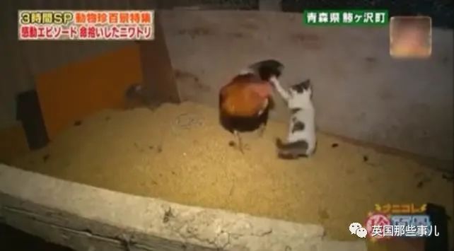 大爷养鸡为吃肉，但却不忍杀鸡。这背后秘密，莫名奇妙可爱