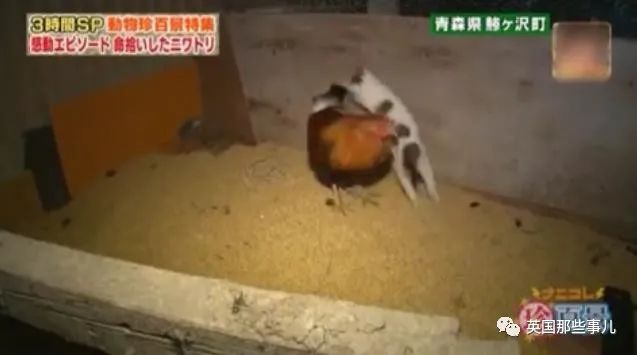 大爷养鸡为吃肉，但却不忍杀鸡。这背后秘密，莫名奇妙可爱