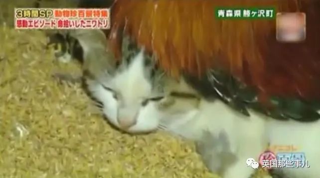 大爷养鸡为吃肉，但却不忍杀鸡。这背后秘密，莫名奇妙可爱