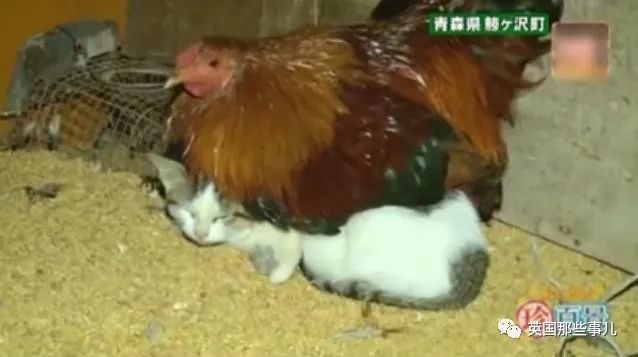 大爷养鸡为吃肉，但却不忍杀鸡。这背后秘密，莫名奇妙可爱