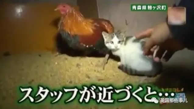 大爷养鸡为吃肉，但却不忍杀鸡。这背后秘密，莫名奇妙可爱