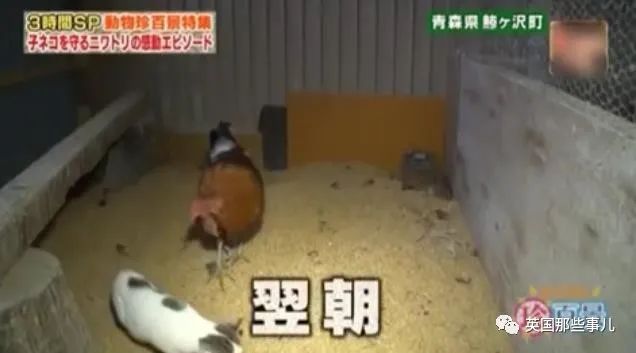 大爷养鸡为吃肉，但却不忍杀鸡。这背后秘密，莫名奇妙可爱