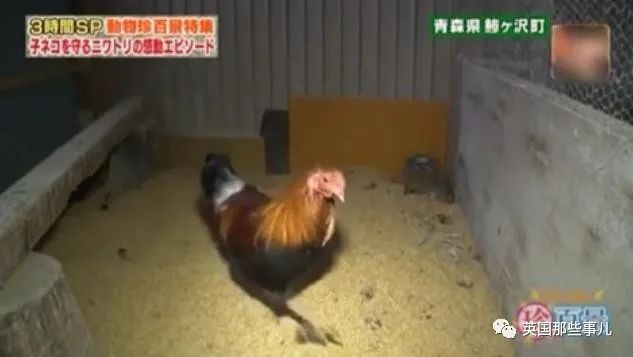 大爷养鸡为吃肉，但却不忍杀鸡。这背后秘密，莫名奇妙可爱