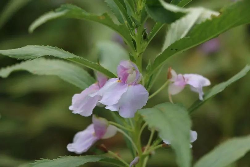 欲染纤纤指——凤仙花丨花花万物