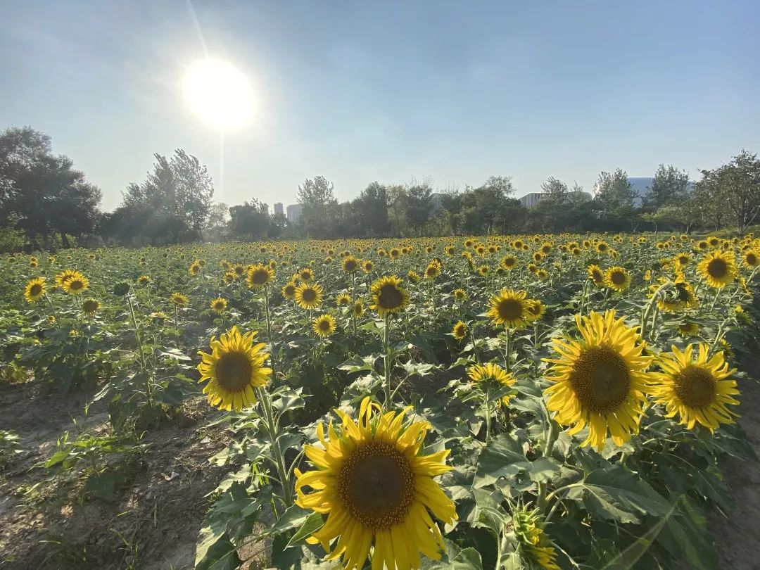 Whoopee!快来晒“太阳”~