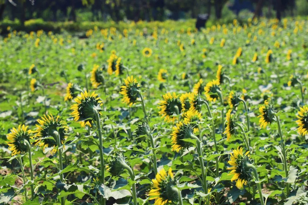 Whoopee!快来晒“太阳”~