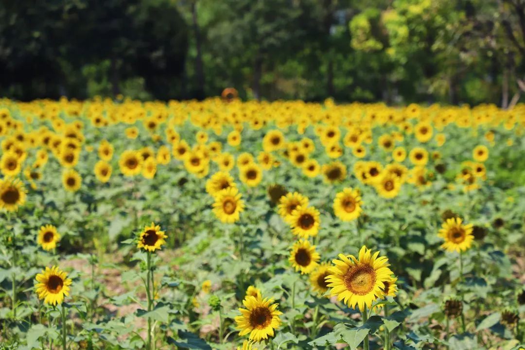 Whoopee!快来晒“太阳”~