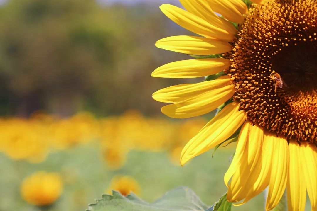 Whoopee!快来晒“太阳”~