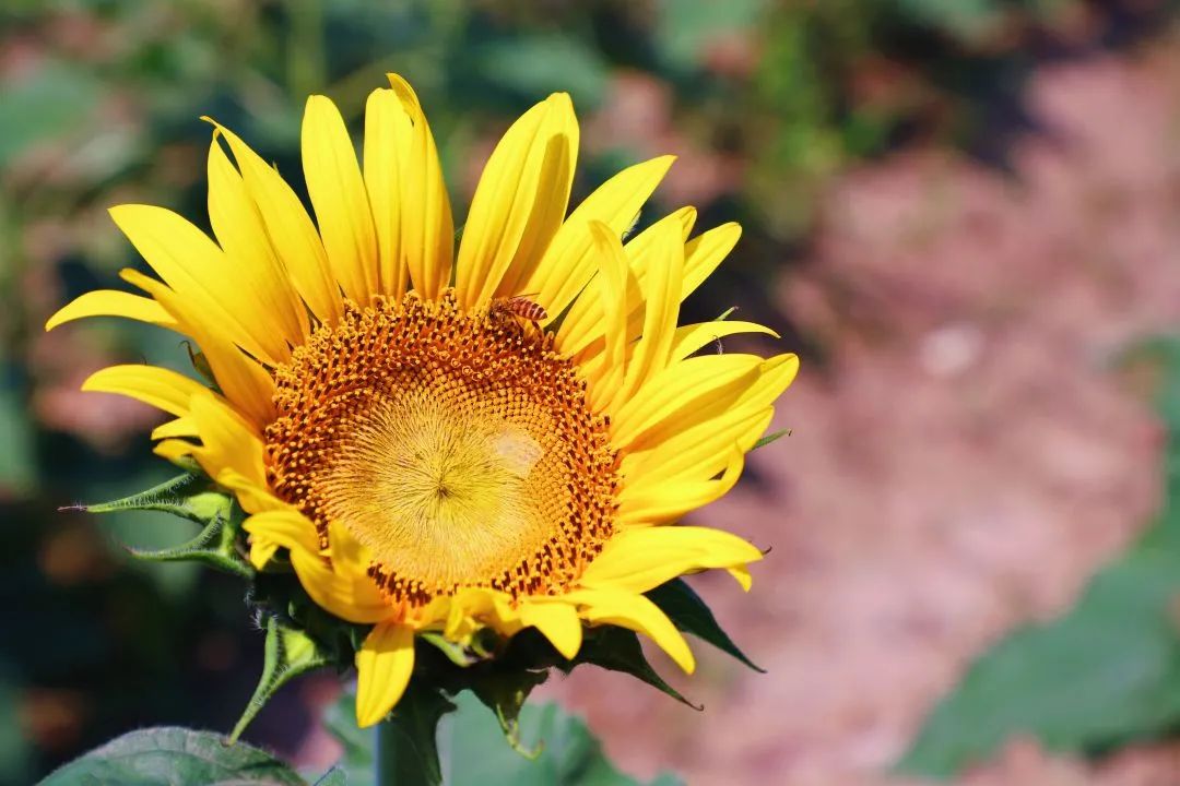 Whoopee!快来晒“太阳”~