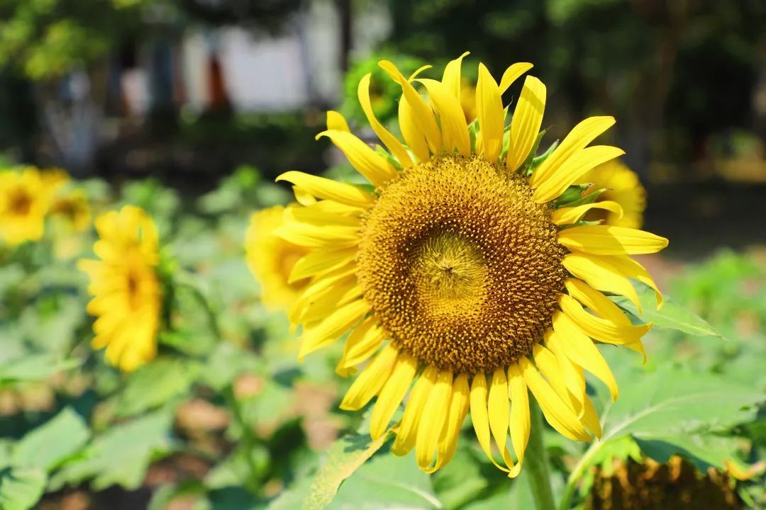 Whoopee!快来晒“太阳”~