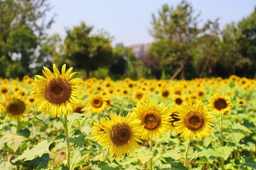 Whoopee!快来晒“太阳”~
