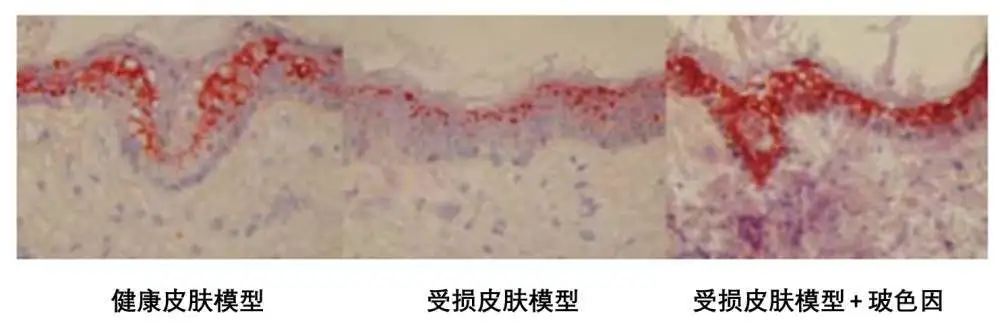 小茂面霜怎么样,小茂最好用的护肤品