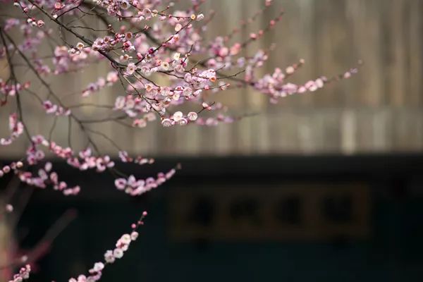 成都青羊值得去的地方,成都青羊区旅游景区推荐