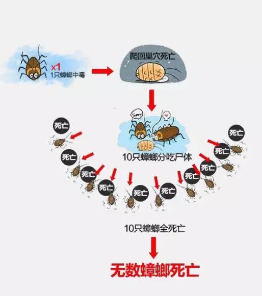 让蟑螂来一只死一窝的方法,蟑螂克星蟑螂窝