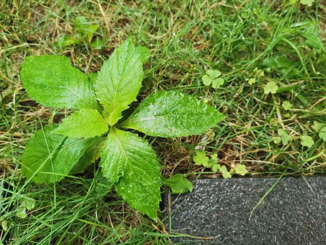 七彩西昌夜景美图,七彩西昌全景图