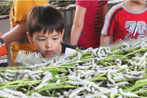 真丝为啥不流行了,真丝为什么有的价位便宜