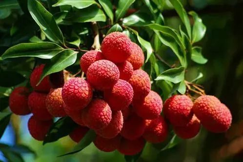 广东水果图片及名称,广东水果图片大全大图