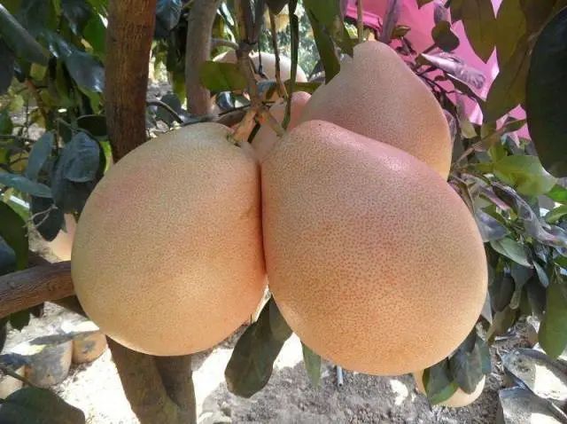 广东水果图片及名称,广东水果图片大全大图