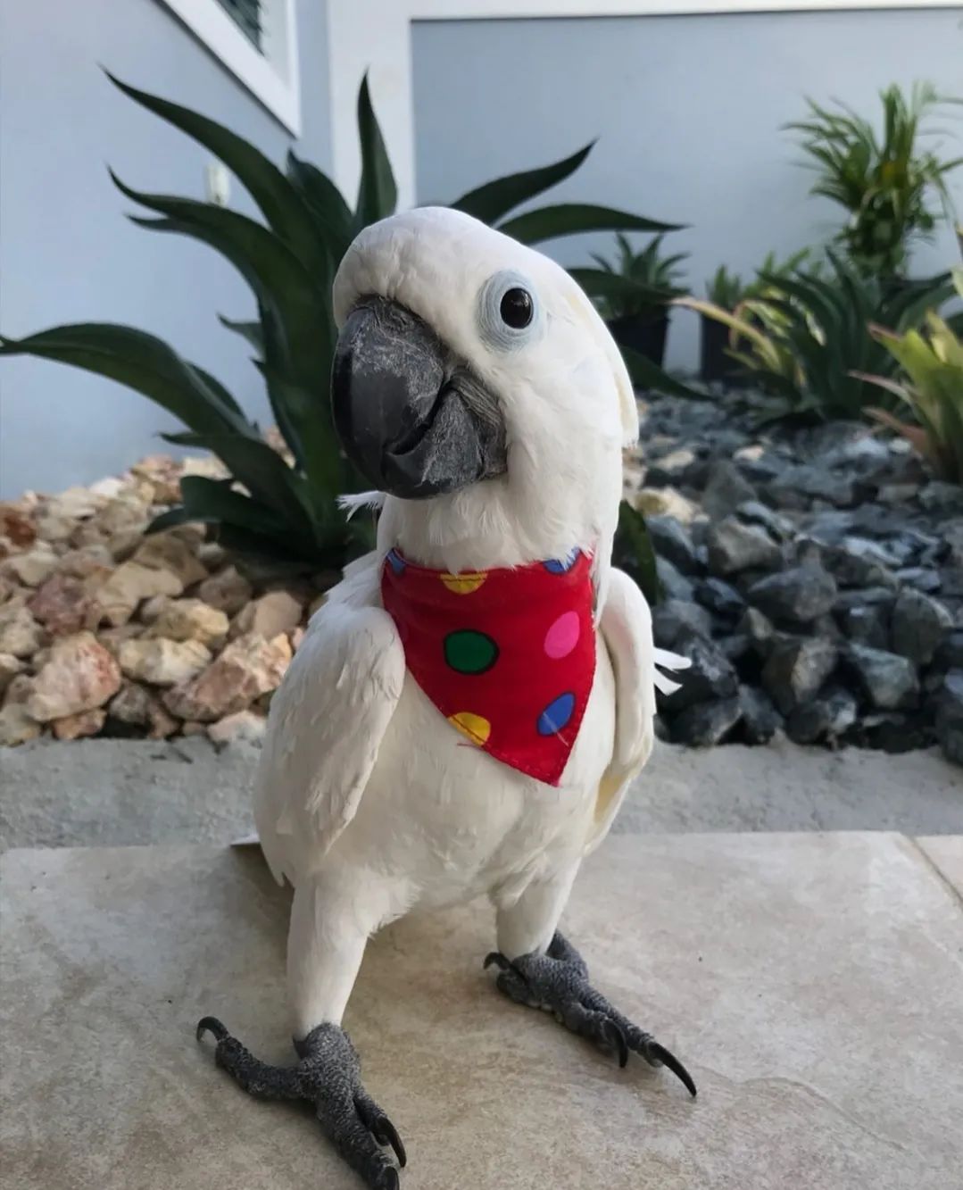 沙雕萌宠集合地,沙雕又可爱的萌宠