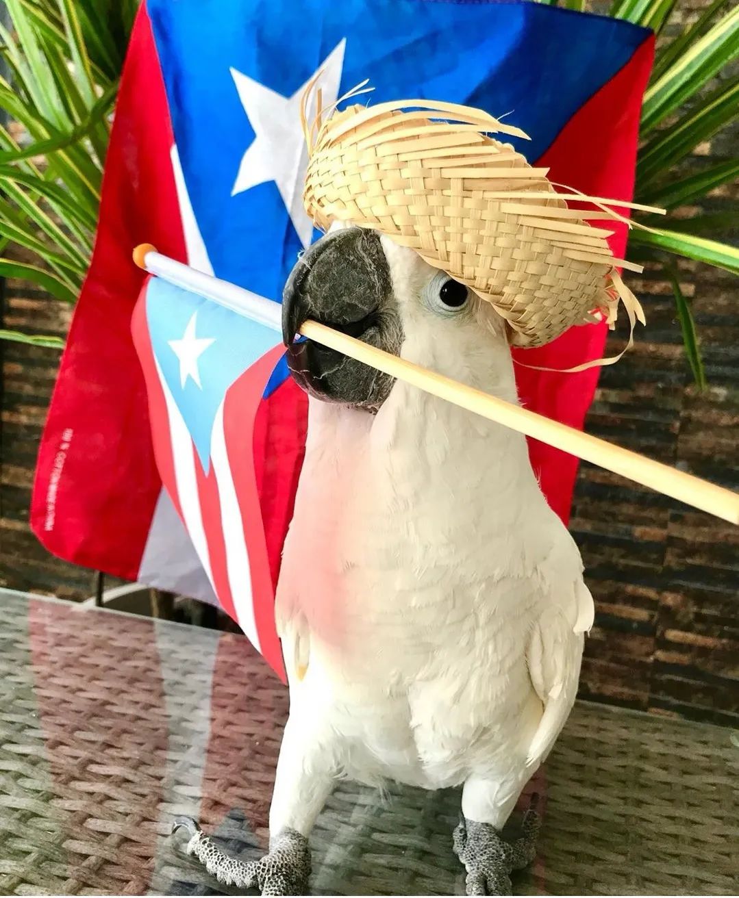 沙雕萌宠集合地,沙雕又可爱的萌宠