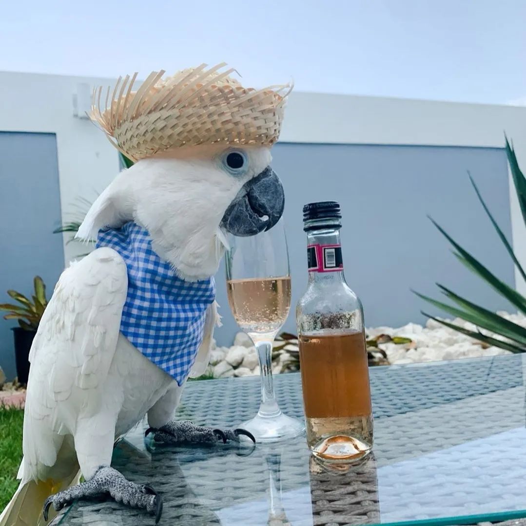 沙雕萌宠集合地,沙雕又可爱的萌宠