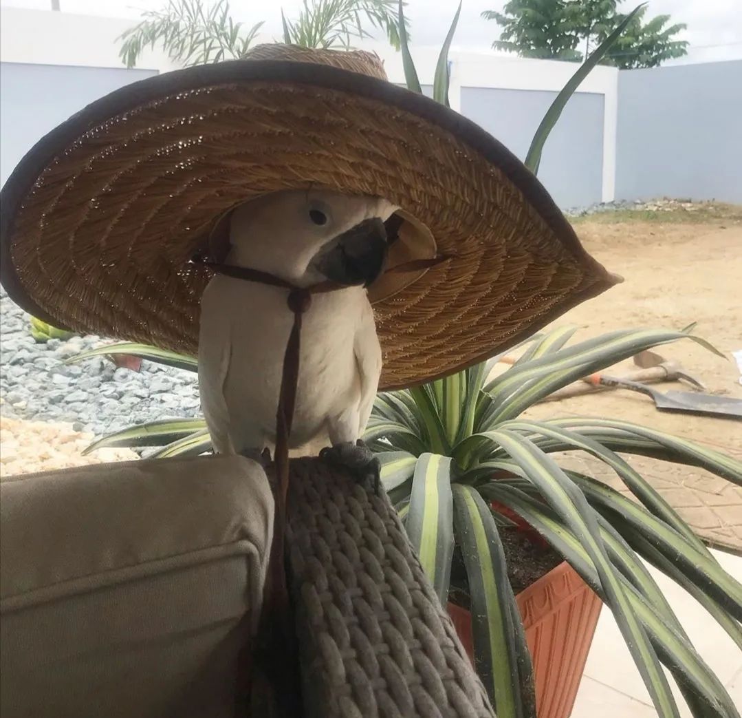 沙雕萌宠集合地,沙雕又可爱的萌宠