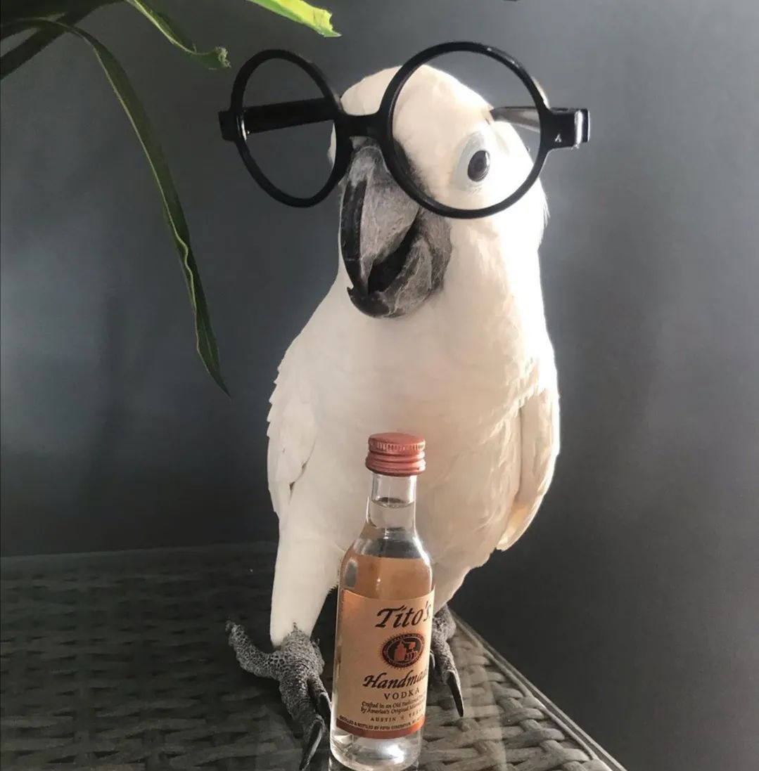 沙雕萌宠集合地,沙雕又可爱的萌宠