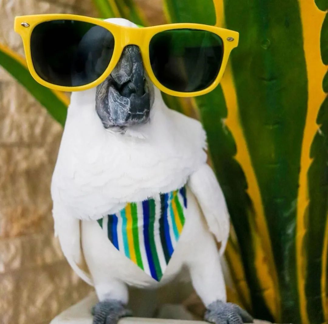 沙雕萌宠集合地,沙雕又可爱的萌宠