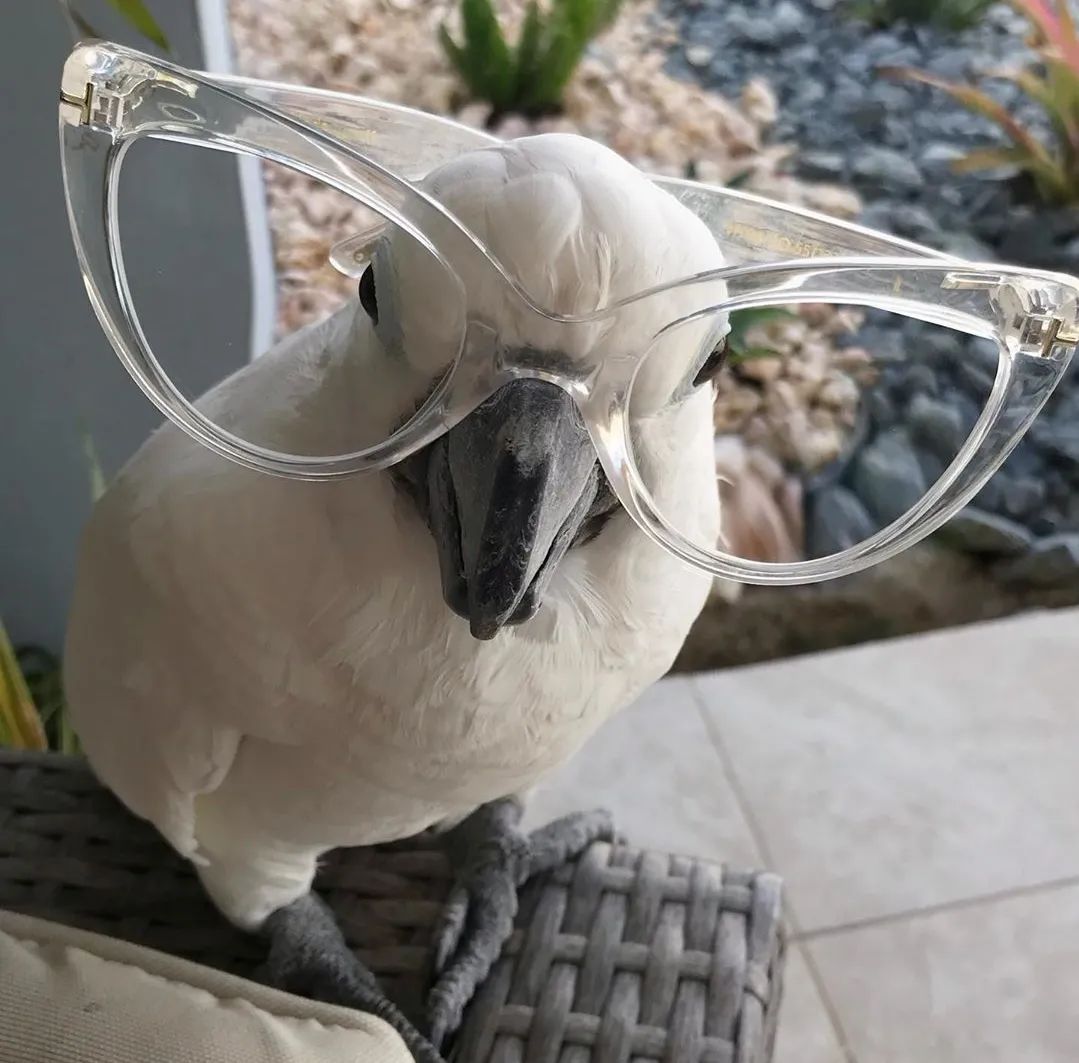 沙雕萌宠集合地,沙雕又可爱的萌宠